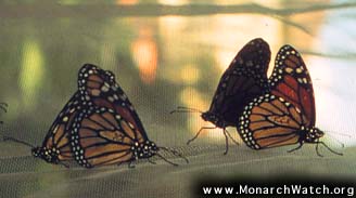 Monarchs Drinking