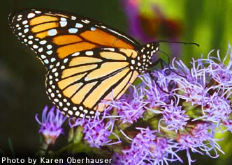 Monarch on Flower
