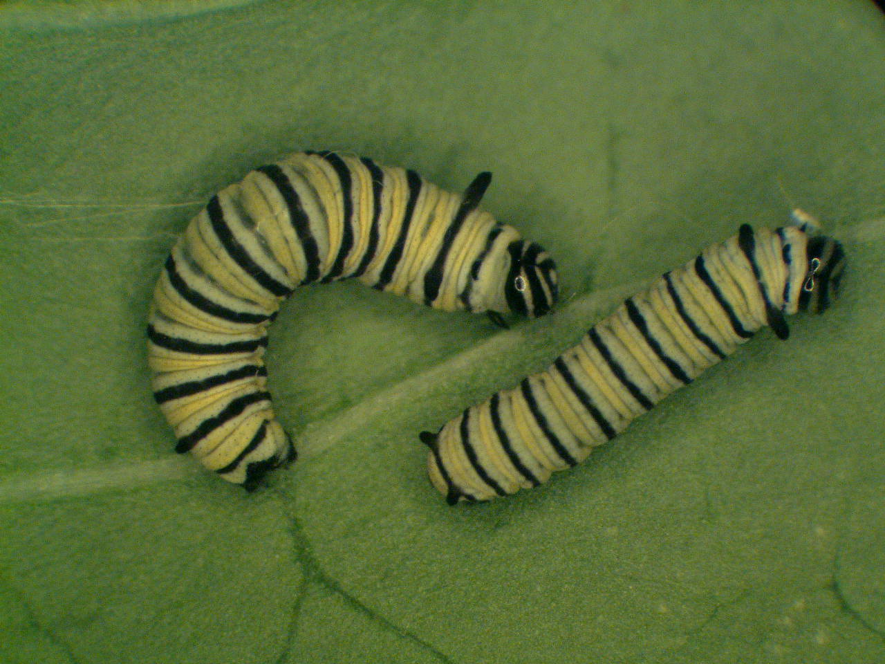 Monarch Caterpillars